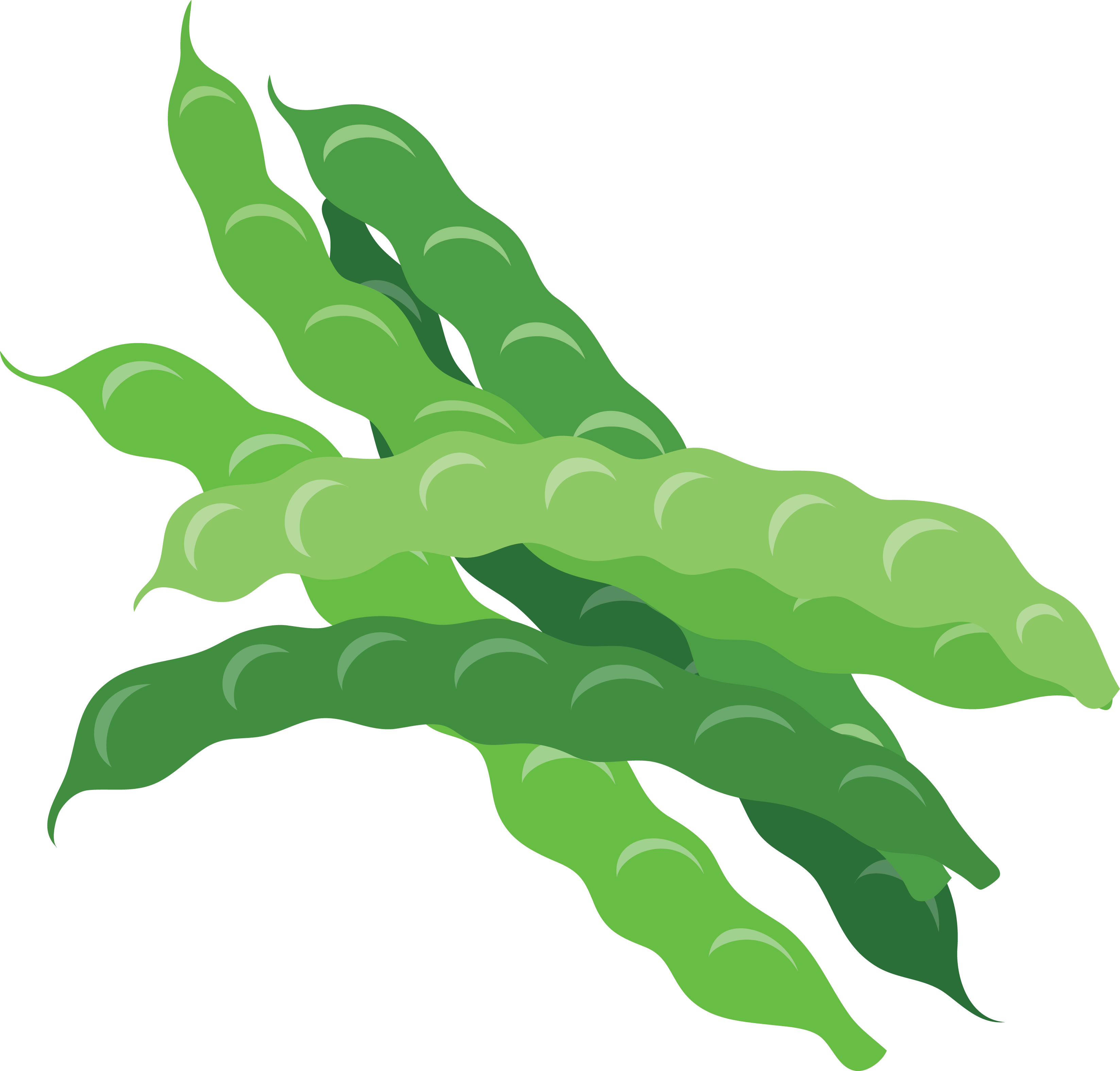Runner Beans icon
