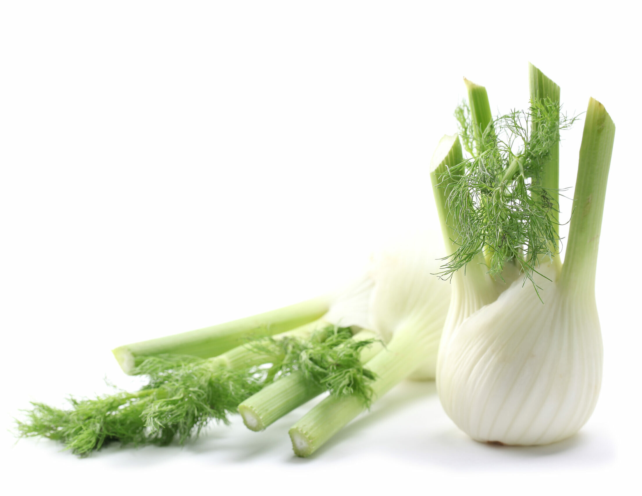 Fennel