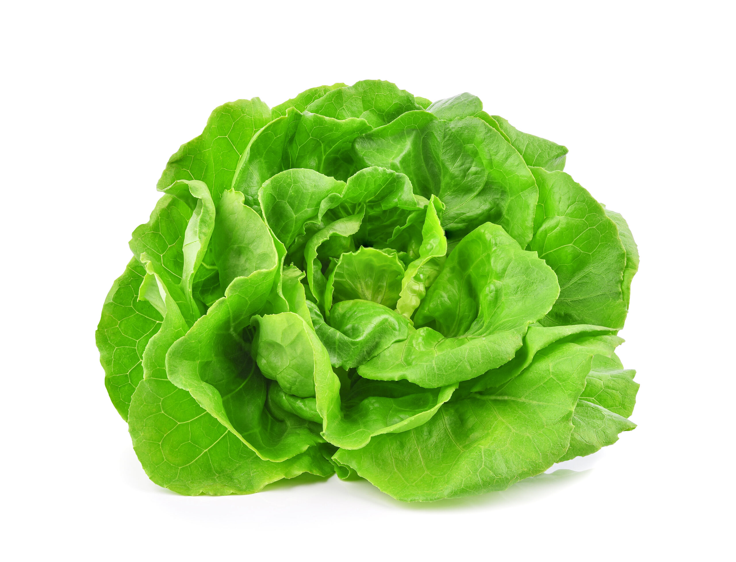 Lettuce