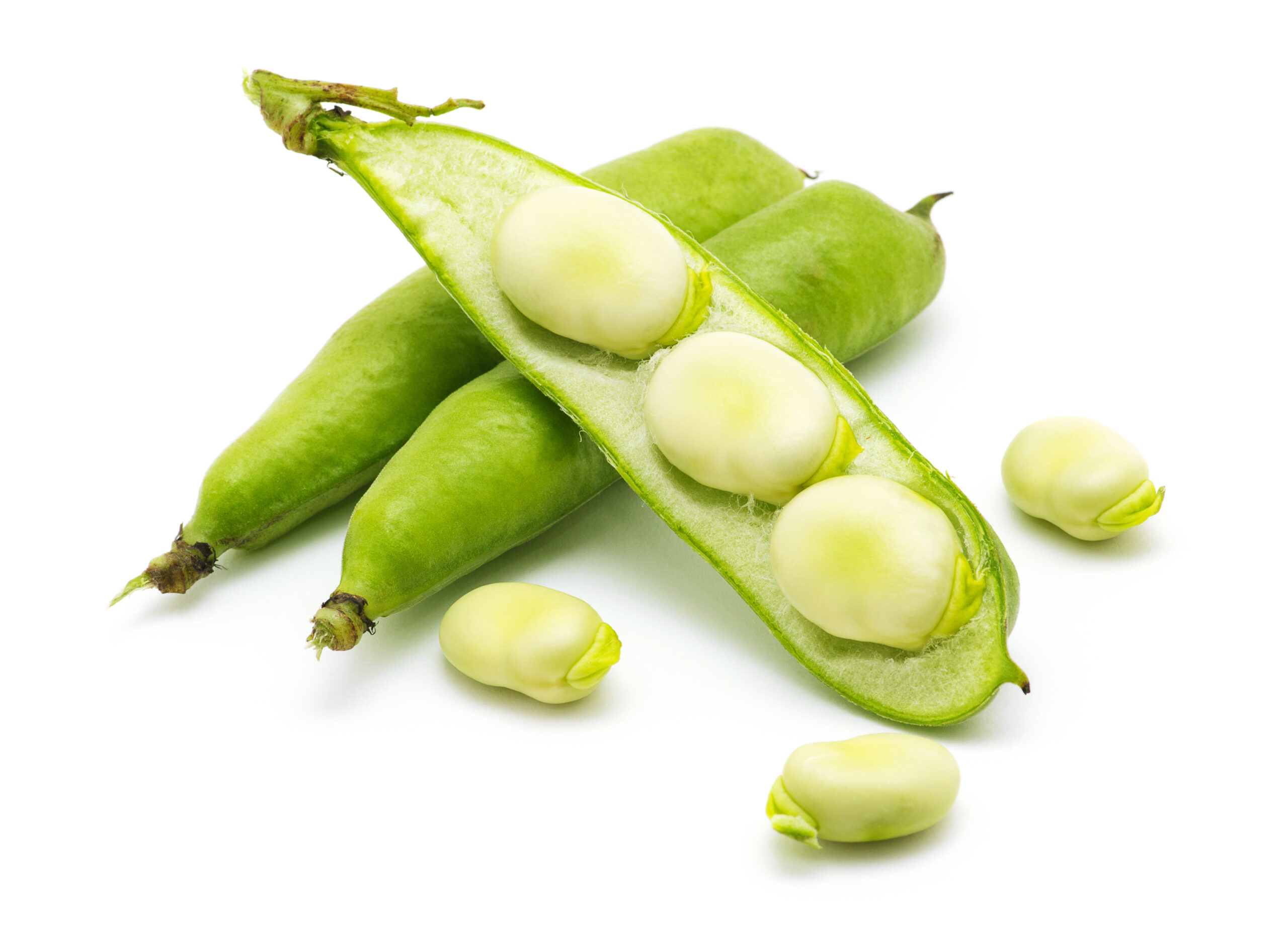 Broad,Bean