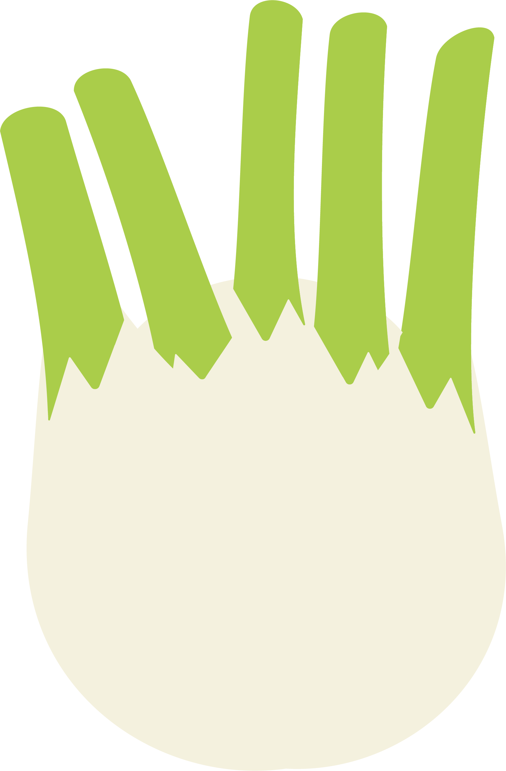 Fennel Bulb - vector img